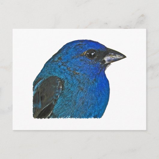 Indigo Bunting Logo Briefkaart (Voorkant)
