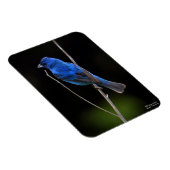 Indigo Bunting Magneet (Rechterzijde)