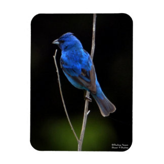 Indigo Bunting Magneet