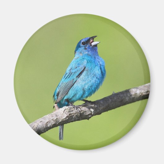 Indigo Bunting Magneet (Voorkant)
