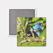 Indigo Bunting Magnet Magneet (Voorkant / Achterkant)