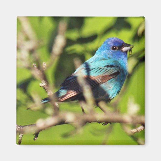 Indigo Bunting Magnet Magneet (Voorkant)