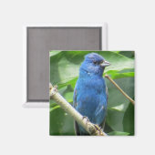 Indigo Bunting Magnet Magneet (Voorkant / Achterkant)