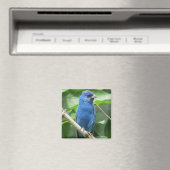 Indigo Bunting Magnet Magneet (Insitu (Vaatwasser))