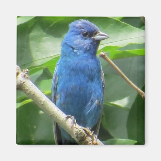 Indigo Bunting Magnet Magneet (Voorkant)