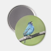 Indigo Bunting Magnet Magneet (Voorkant / Achterkant)
