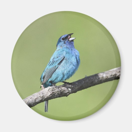 Indigo Bunting Magnet Magneet (Voorkant)