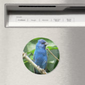Indigo Bunting Magnet Magneet (Insitu (Vaatwasser))