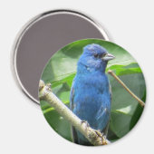 Indigo Bunting Magnet Magneet (Voorkant / Achterkant)