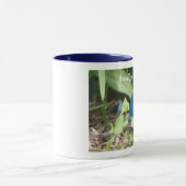 Indigo Bunting Mok (Midden)