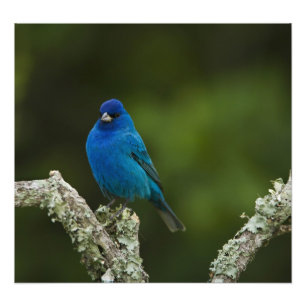 Indigo Bunting, Passerina cyanea, Kustal Foto Afdruk