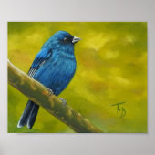 Indigo Bunting - Poster (Devant)