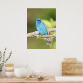 Indigo Bunting Poster (Keuken)