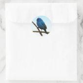 Indigo Bunting Ronde Sticker (Tas)