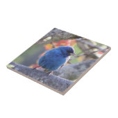 Indigo Bunting Tegeltje (Zijkant)