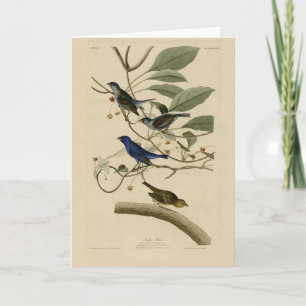 Indigo Bunting uit Audubon's Vogels van Amerika Kaart