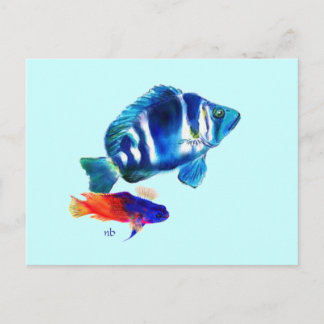 Indigo Fish, Fairy Basslet Briefkaart
