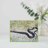 Indigo Snake Briefkaart (Staand voorkant)