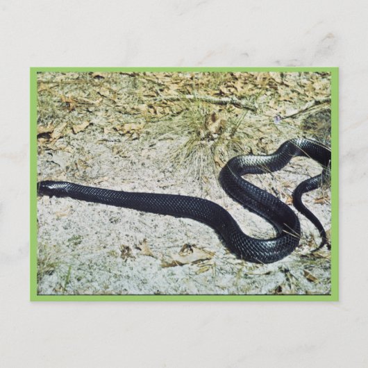 Indigo Snake Briefkaart (Voorkant)