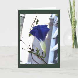 Indigo Swirl Morning Glory Blank Kaart