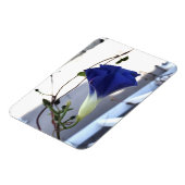 Indigo Swirl Morning Glory Magneet (Linkerzijde)