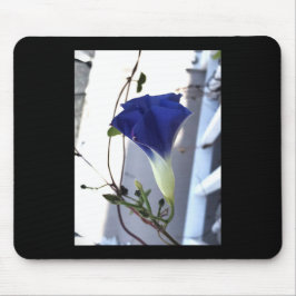 Indigo Swirl Morning Glory Muismat