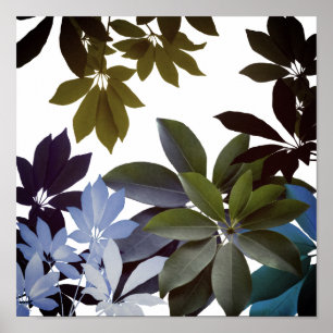 Indigobladeren, Planten poster