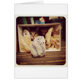 Indigo's geheime hideout