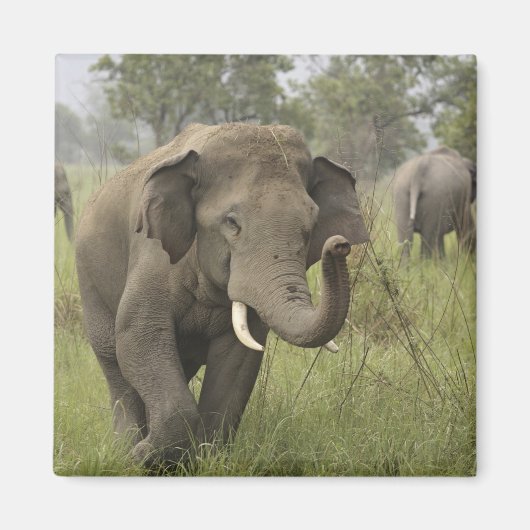 Indische Aziatische olifant begroeting Magneet (Voorkant)