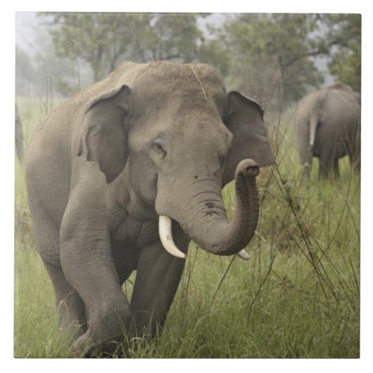 Indische Aziatische Olifant Begroeting Tegeltje (Voorkant)