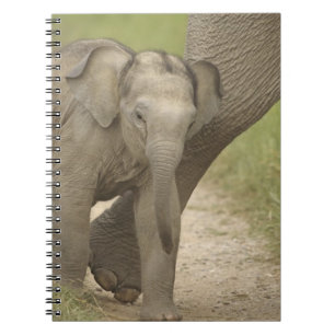 Indische / Aziatische Olifant en jong,Corbett 2 Notitieboek