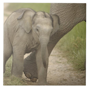 Indische / Aziatische Olifant en jong,Corbett 2 Tegeltje