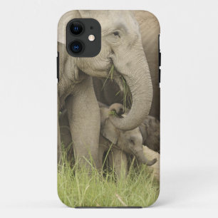 Indische / Aziatische Olifant en jong,Corbett 3 iPhone 11 Hoesje