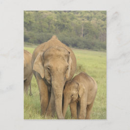 Indische / Aziatische olifant en jong, Corbett Briefkaart
