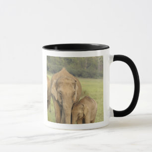 Indische / Aziatische olifant en jong, Corbett Mok