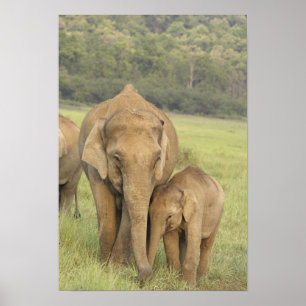 Indische / Aziatische Olifant en jong,Corbett Poster