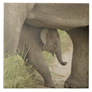 Indische / Aziatische Olifant en jong,Corbett Tegeltje