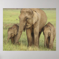 Indische/Aziatische olifant en jonge olifanten,Cor