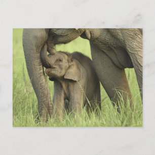 Indische/Aziatische olifant, jong, Corbett 2 Briefkaart