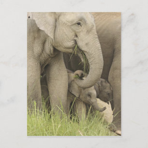 Indische/Aziatische olifant, jong, Corbett 3 Briefkaart