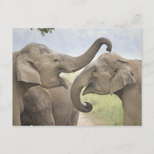 Indische Aziatische Olifanten spelen vechtend Briefkaart