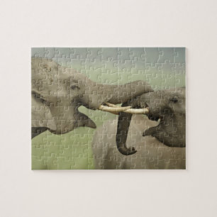 Indische Aziatische Olifanten spelen vechtend Legpuzzel