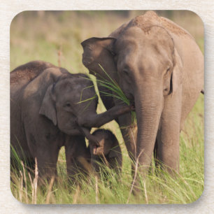Indische Aziatische Olifantenfamilie in de Savanna Bier Onderzetter