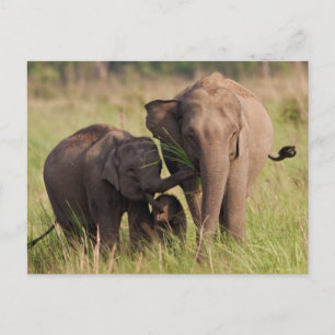 Indische Aziatische Olifantenfamilie in de Savanna Briefkaart