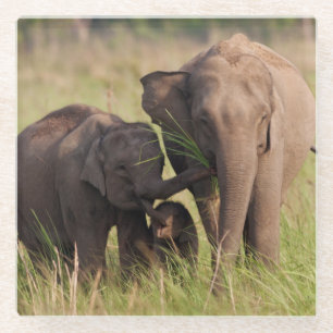 Indische Aziatische Olifantenfamilie in de Savanna Glazen Onderzetter