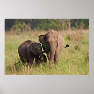 Indische Aziatische Olifantenfamilie in de Savanna Poster