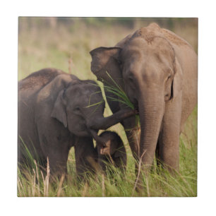 Indische Aziatische Olifantenfamilie in de Savanna Tegeltje
