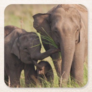 Indische Aziatische Olifantenfamilie in de Savanna Vierkante Kartonnen Onderzetter