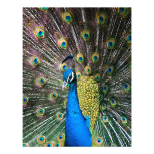 Indische blauwe groene pauw vogel veren te zien foto afdruk