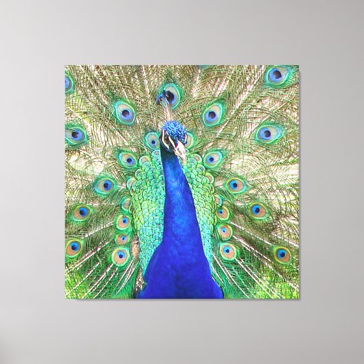 Indische blauwe pacock canvas afdruk (Voorkant)
